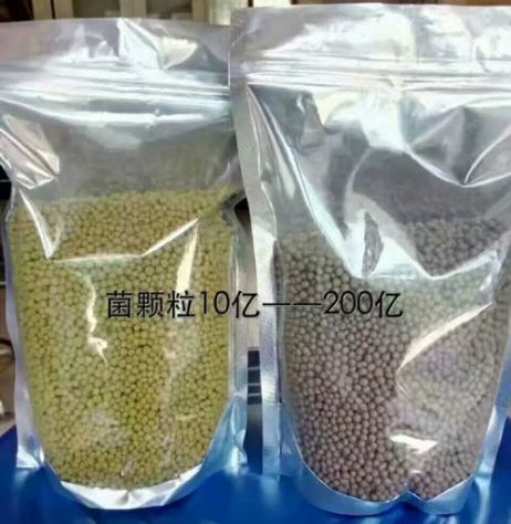 點(diǎn)擊查看詳細(xì)信息<br>標(biāo)題：枯草芽孢桿菌菌劑顆粒 閱讀次數(shù)：4033
